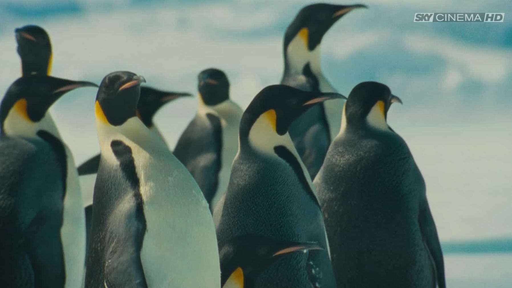 法国纪录片《帝企鹅日记 March of the Penguins 2005》2季/法语在线中字 1080P高清下载