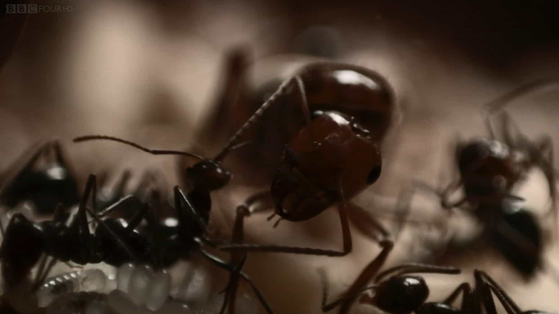 BBC纪录片地理自然《蚂蚁帝国 Empire of the Desert Ants 2010》英语内嵌中英双字 1080p下载下