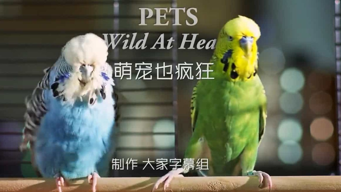 BBC萌宠也疯狂/萌宠系列《宠物的天性/宠物:内心狂野 Pets Wild At Heart》全2集 英语内嵌中英双字 720P高清下载