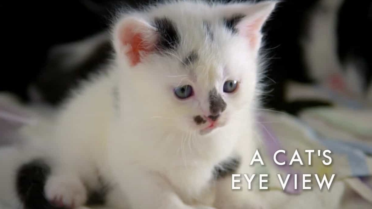 BBC纪录片/萌宠系列《地平线系列：猫咪观察 Cat Watch 2014: The New Horizon Experiment》全3集 英语中英双字 720P高清下载