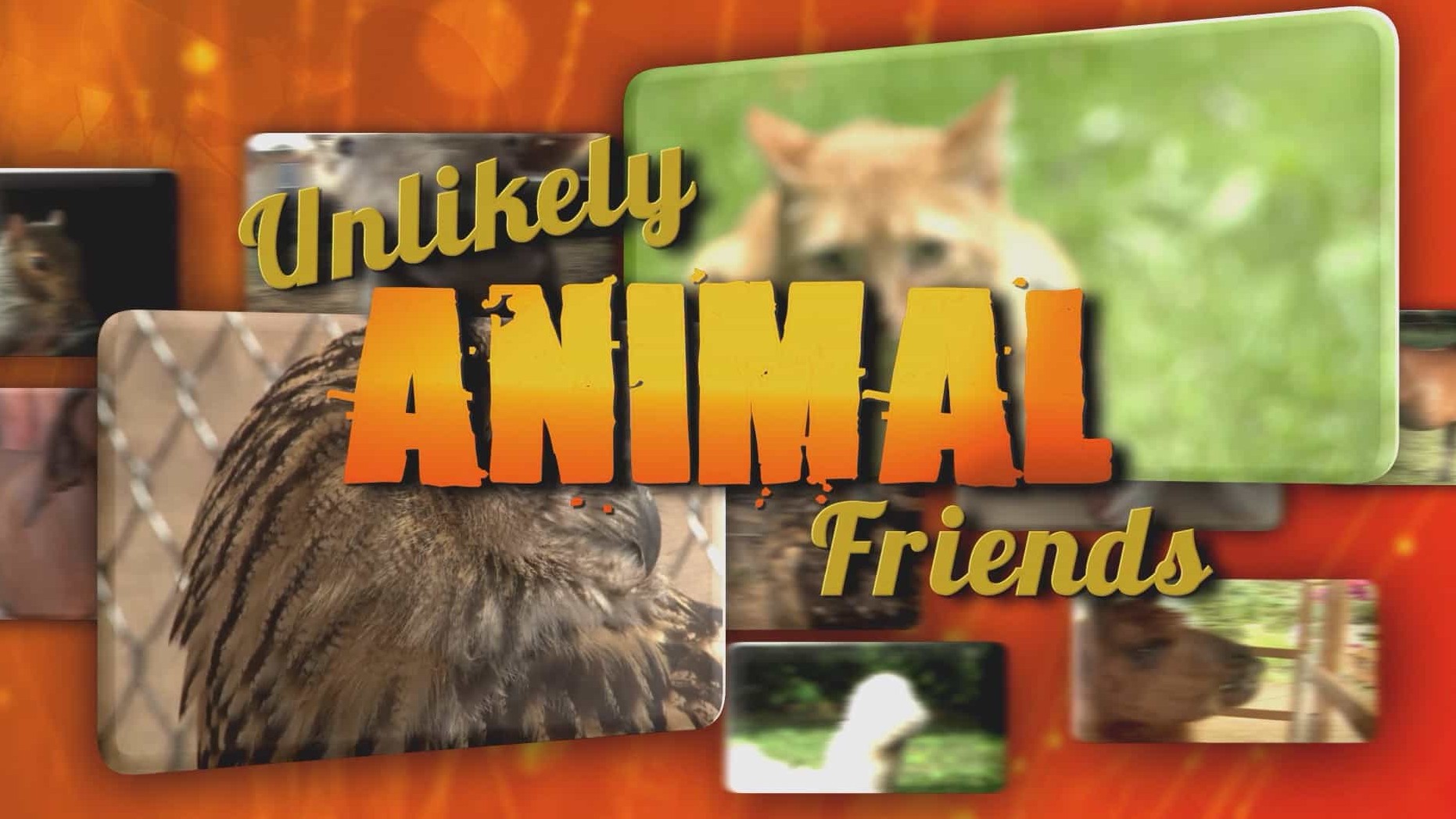 国家地理/不同物种的特殊友谊《不可思议的好朋友 Unlikely Animal Friends》全3季 共17集 英语中字 1080P高清下载