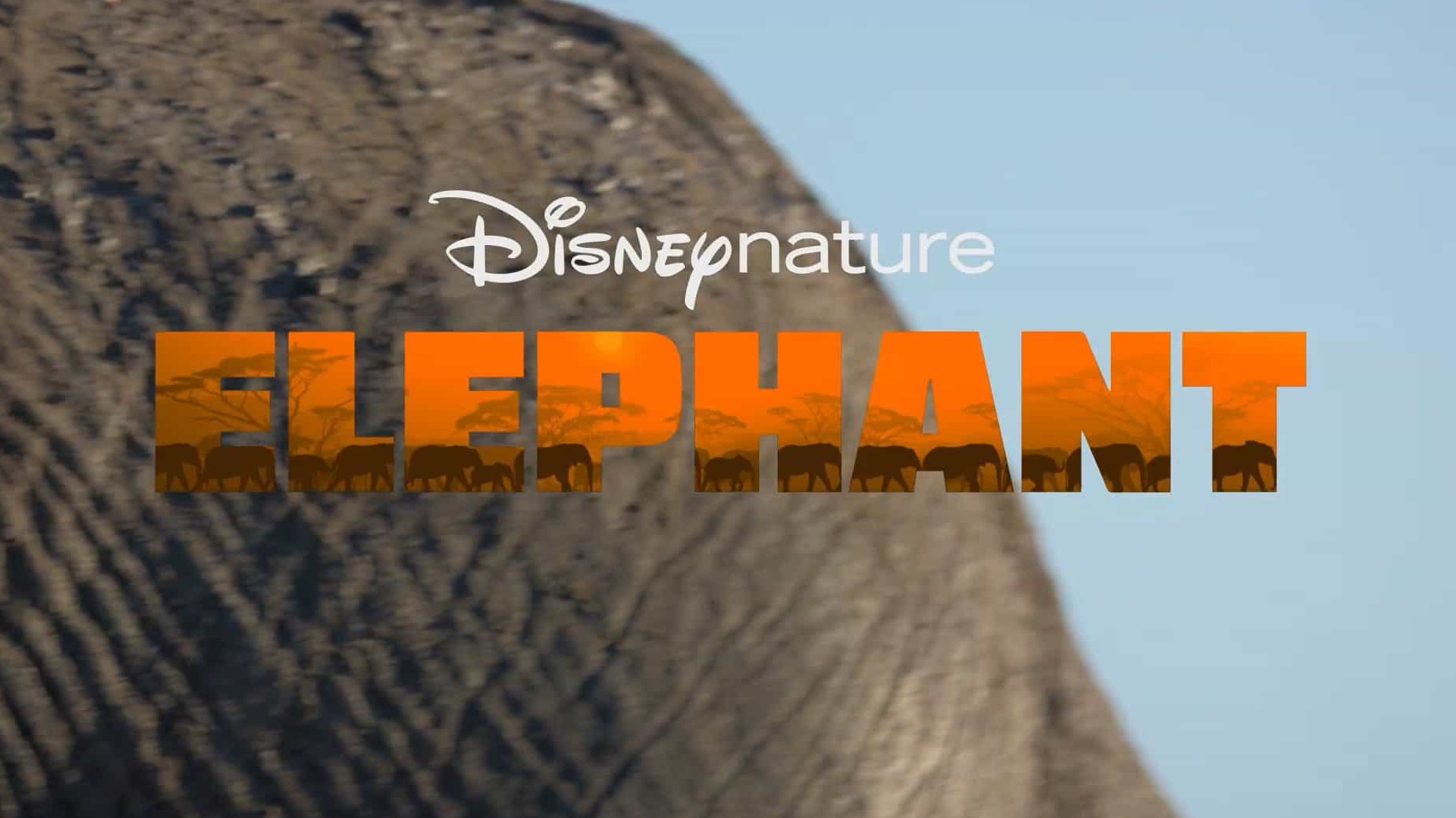 迪士尼自然纪录片《大象 Elephant 2020》全1集 英语中字 4k超高清网盘下载