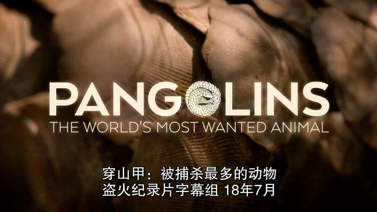 动物保护纪录片《穿山甲：被捕杀最多的动物/濒危穿山甲 Pangolins: The World’s Most Wanted Animal 2018》全1集 英语中英双字 720P高清下载