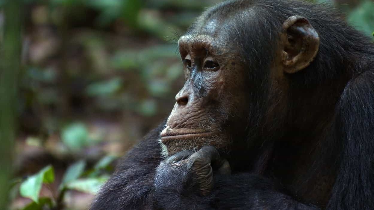 迪士尼国家地理/被收养的黑猩猩 《黑猩猩 Chimpanzee》国英双语中英双字 高码收藏版 1080P高清下载