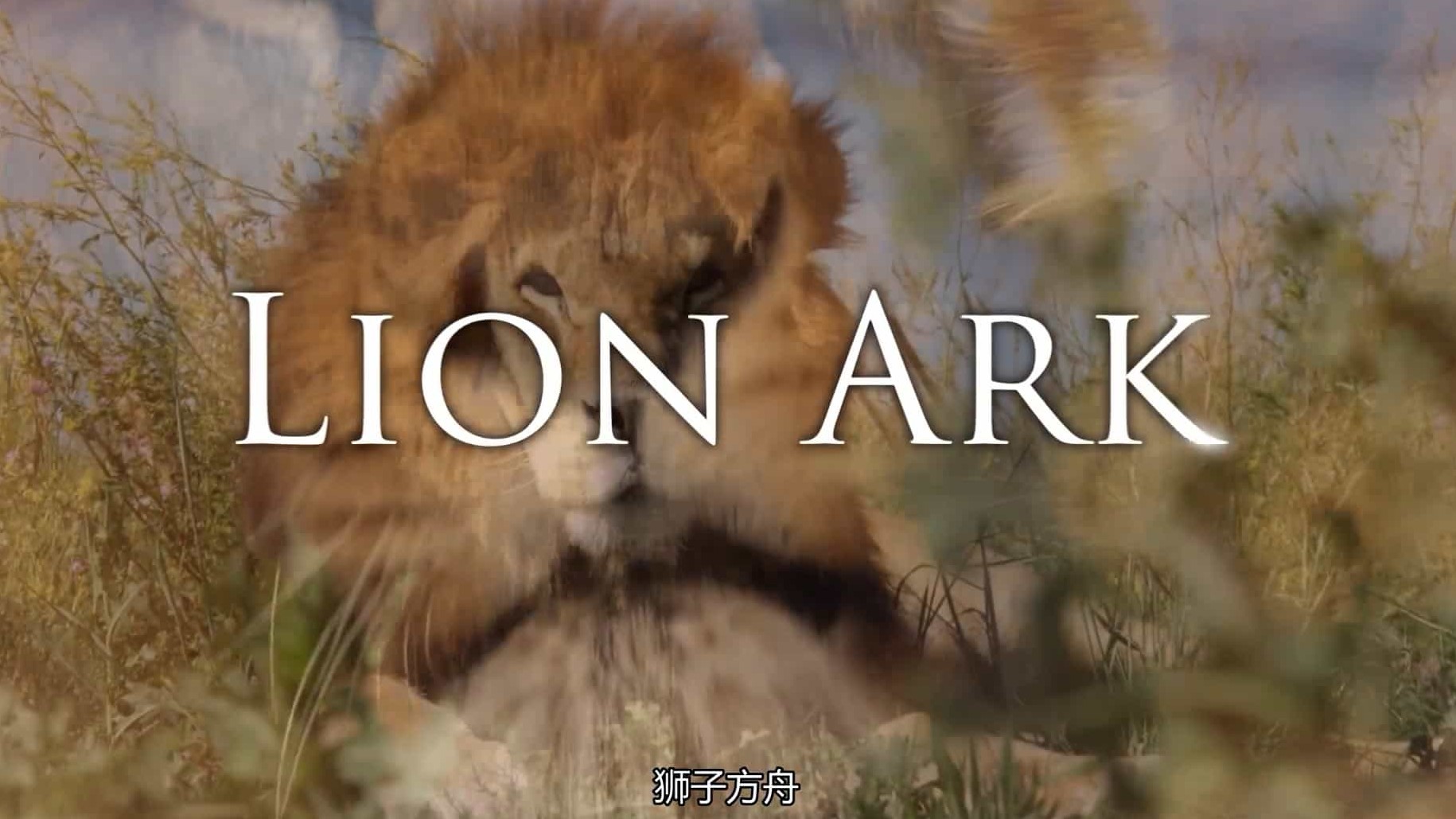 动物保护纪录片《狮子方舟 Lion Ark 2013》全1集 英语中英双字 1080P高清下载