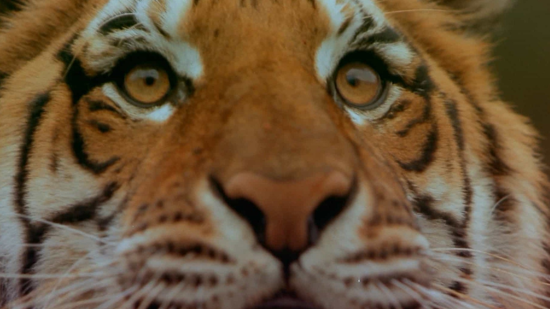 IMAX纪录片/动物保护《印度-老虎王国 India: Kingdom of the Tiger 2002》全1集 英语中字 1080P高清下载