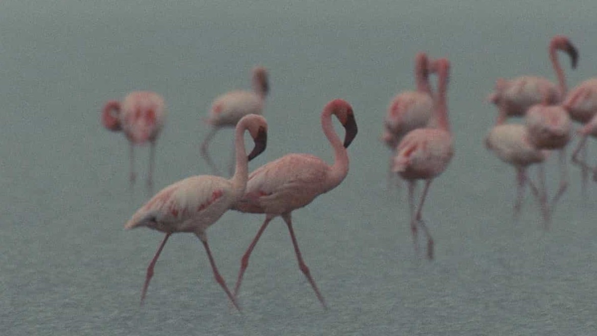 画面超美/迪士尼自然纪录片《红色翅膀:火烈鸟故事 Crimson Wing Mystery Of The Flamingos》英语中字 720P高清下载