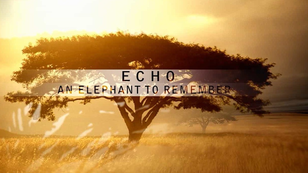 PBS纪录片/动物保护《大象”回声”的回忆 Echo: An Elephant to Remember 2010》全1集 英语中英双字 720P高清下载