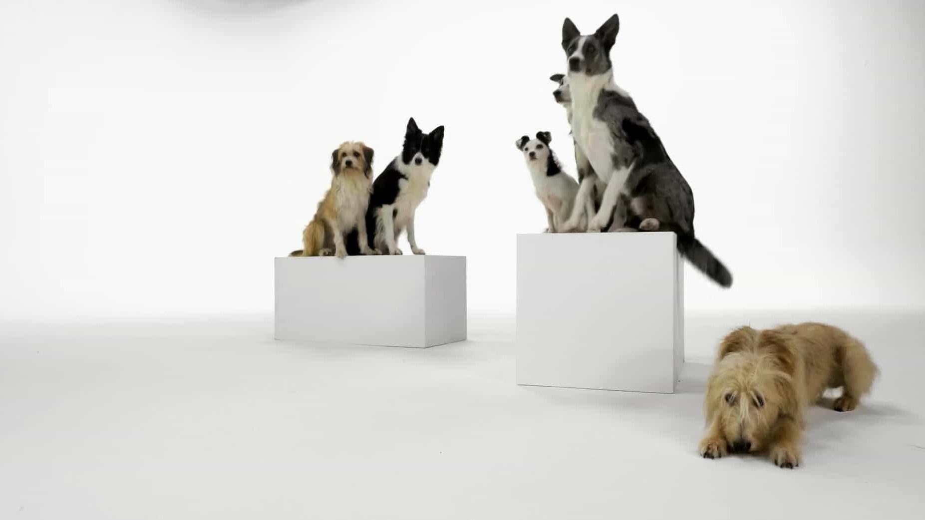 BBC纪录片/动物驯化纪录片《人类是如何驯服猫和狗的？How We Tamed the Cat and Dog 2020》全2集 英语英字 1080P高清下载