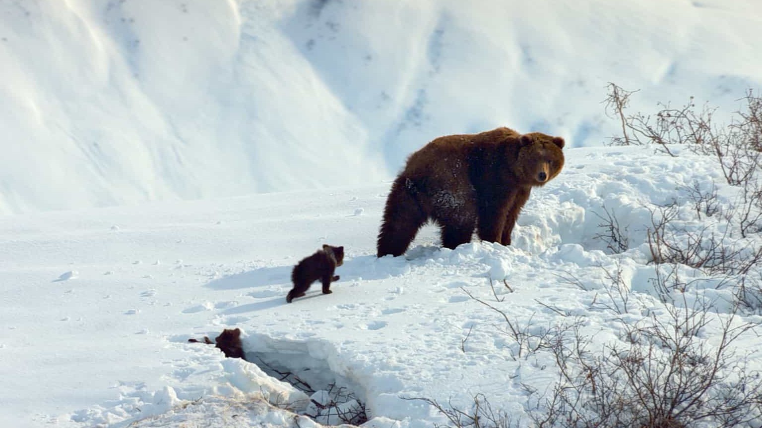 迪斯尼纪录片/动物棕熊纪录片《阿拉斯加的棕熊/熊世界 Bears》全1集 英语中字 1080P高清下载