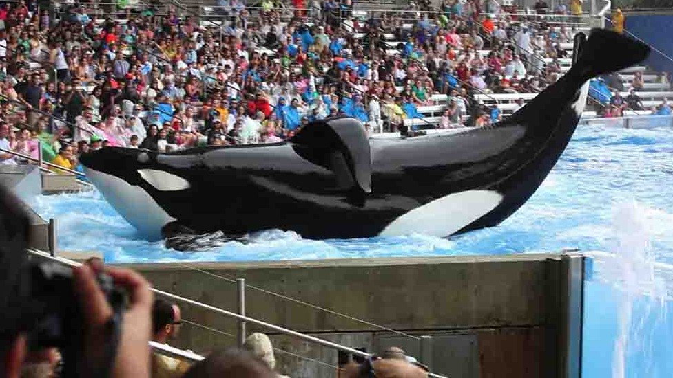 动物保护纪录片《黑鲸/黑鲸鱼 Blackfish 2013》全1集 英语中英双字 720P高清下载