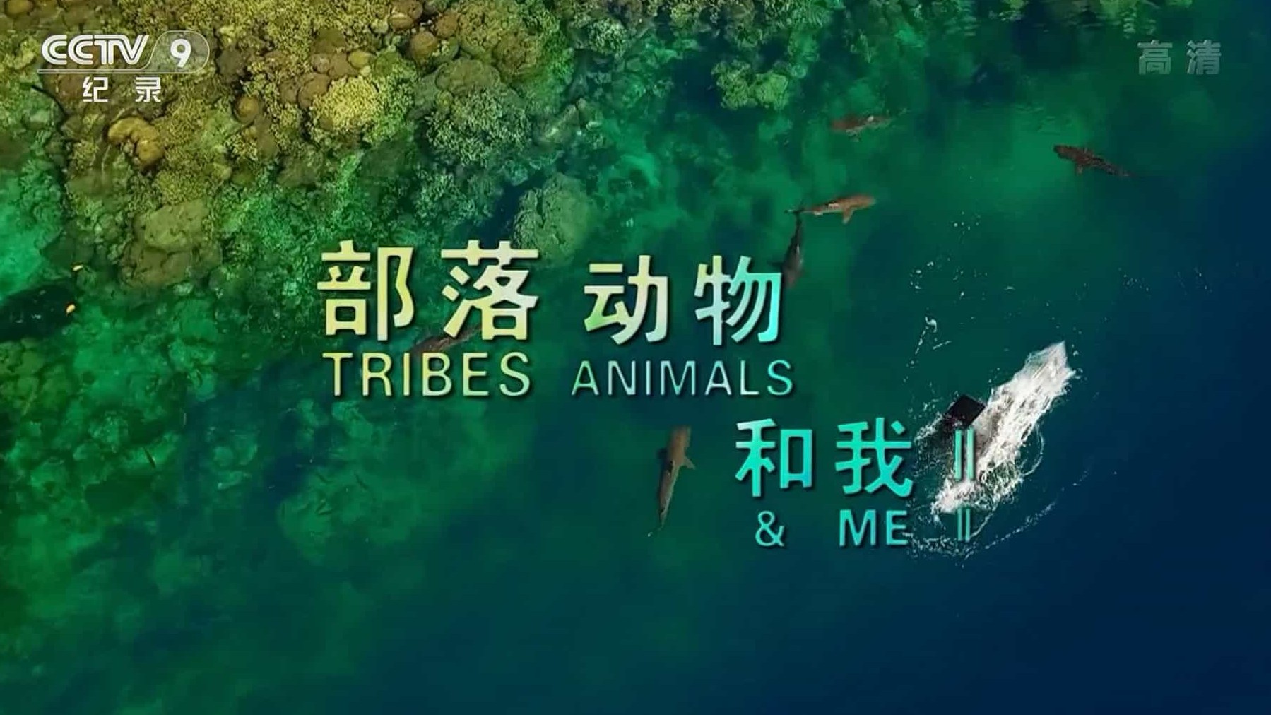 BBC纪录片《成为部落捕食者 Tribes, Predators and Me》第1-2季全6集 英语中字 720P高清下载
