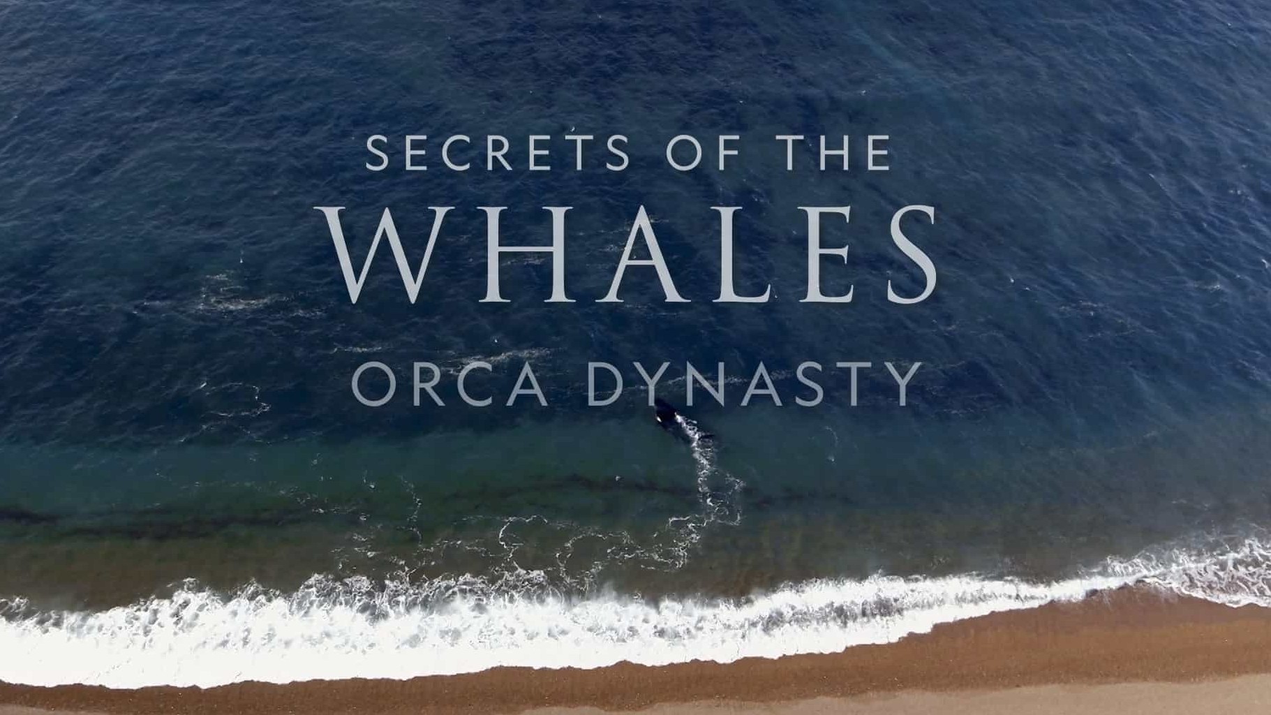 国家地理/迪士尼《鲸鱼的秘密 Secrets of the Whales 2021》全4集 国英双语双字 1080p高清网盘下载