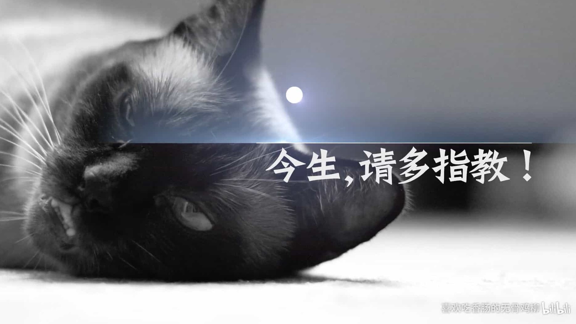 萌宠关爱系列《今生，请多指教》第1-2季 全10集 国语中字 1080p高清网盘下载
