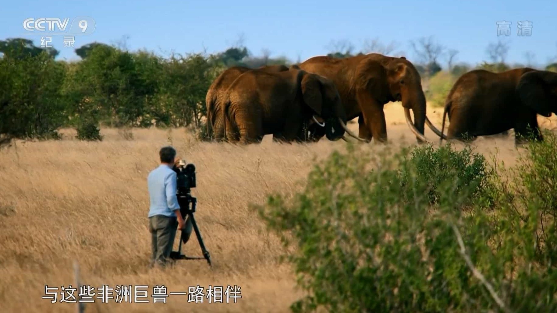BBC纪录片/央视改版《大象一家和我/非洲象家族与我 Gordon Buchanan Elephant Family Me 2016》全2集 国语中字 720P高清网盘下载