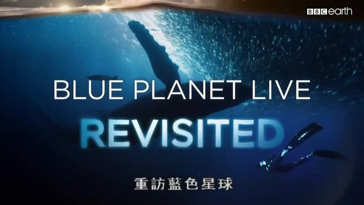 BBC纪录片《蓝色星球直播 Blue Planet Live 2019》全4集 英语中字 720P高清网盘下载