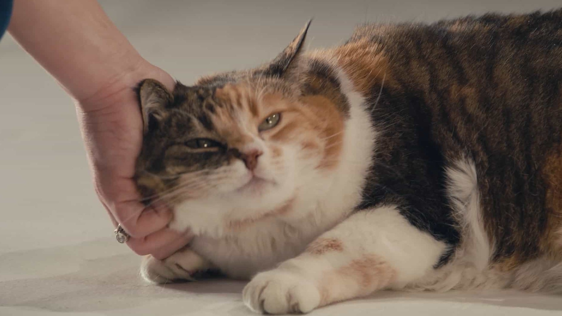 Netflix纪录片《喵星人的奇思妙想 Inside the Mind of a Cat 2022》全1集 英语中字 1080P高清网盘下载
