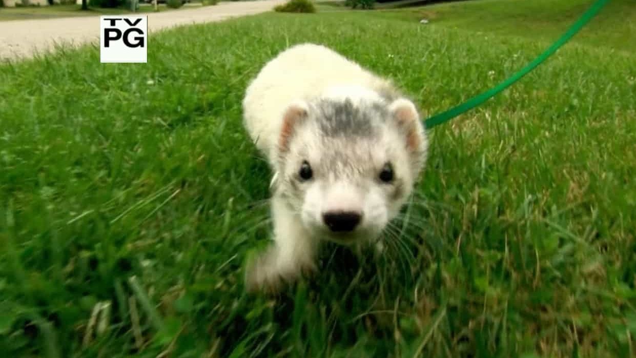 PBS纪录片《宠物貂竞技大赛掠影 Ferrets: The Pursuit of Excellence 2007》全1集 英语英字 720P高清网盘下载
