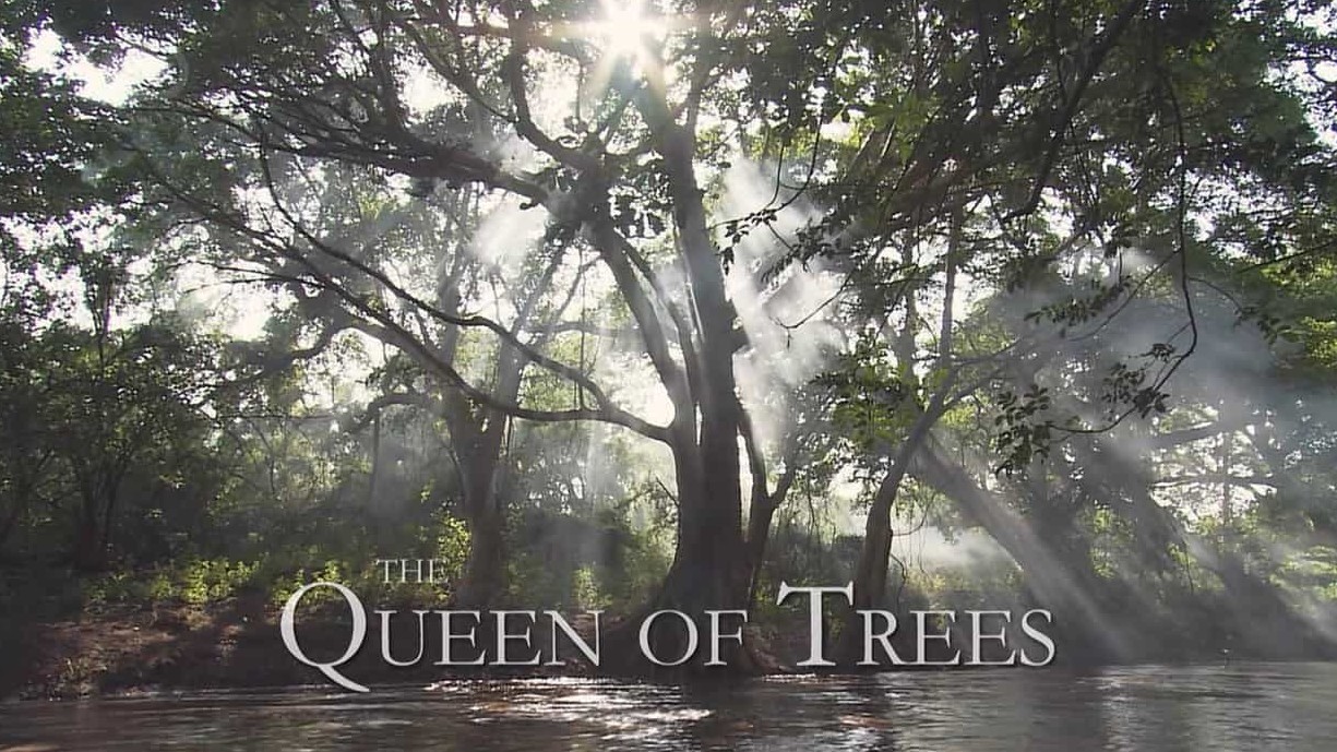 BBC/NHK/PBS/ZDF联合纪录片《树之女皇 The Queen of Trees 2005》全1集 英语中英字 720P高清网盘下载