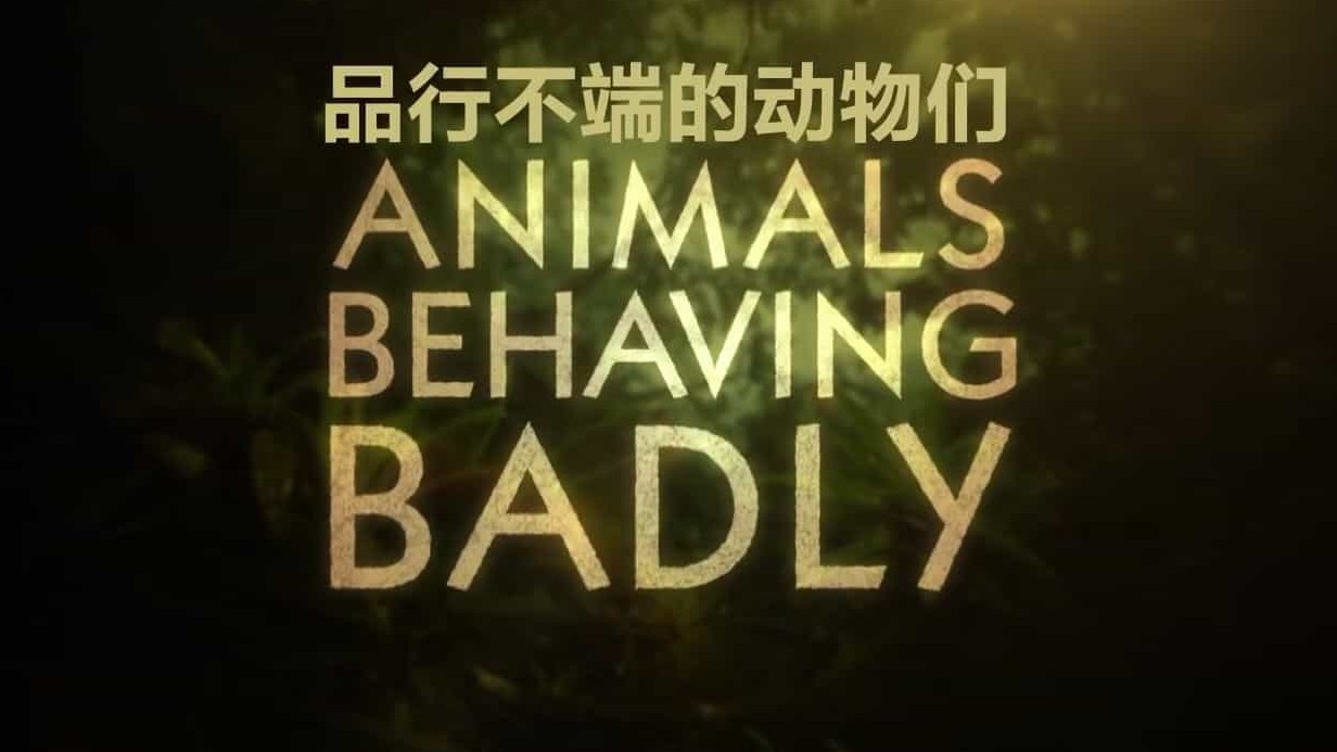 BBC纪录片《动物举止背后的谎言/品行不端的动物 Animals Behaving Badly 2018》全3集 英语中英双字 720P高清网盘下载