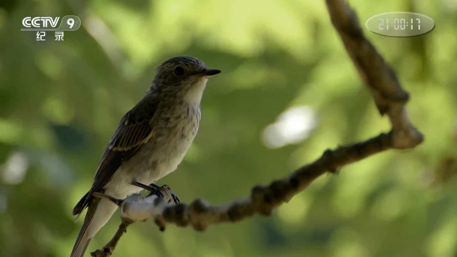 冰岛纪录片《羽之精灵 Feathered Friends》全1集 国语中字 1080P高清网盘下载