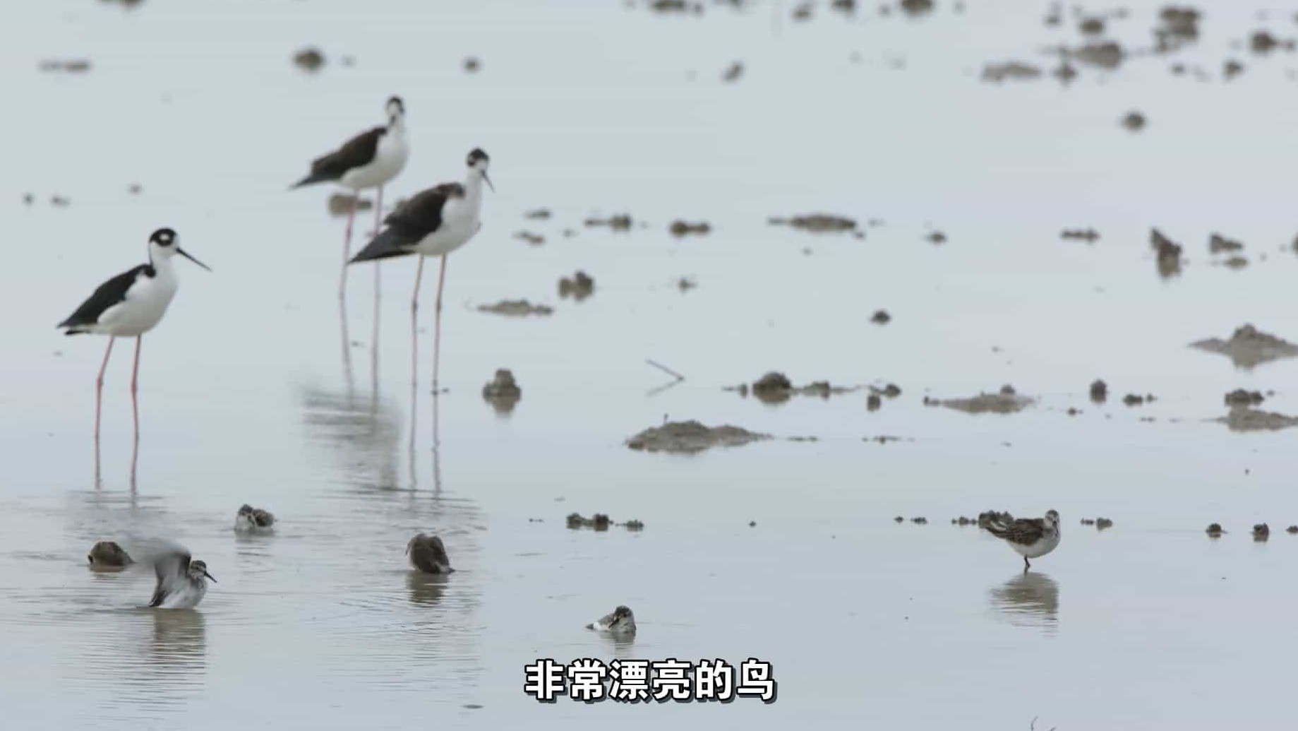 美国纪录片《观鸟者 Birders》全1集 英语中字 1080P高清网盘下载