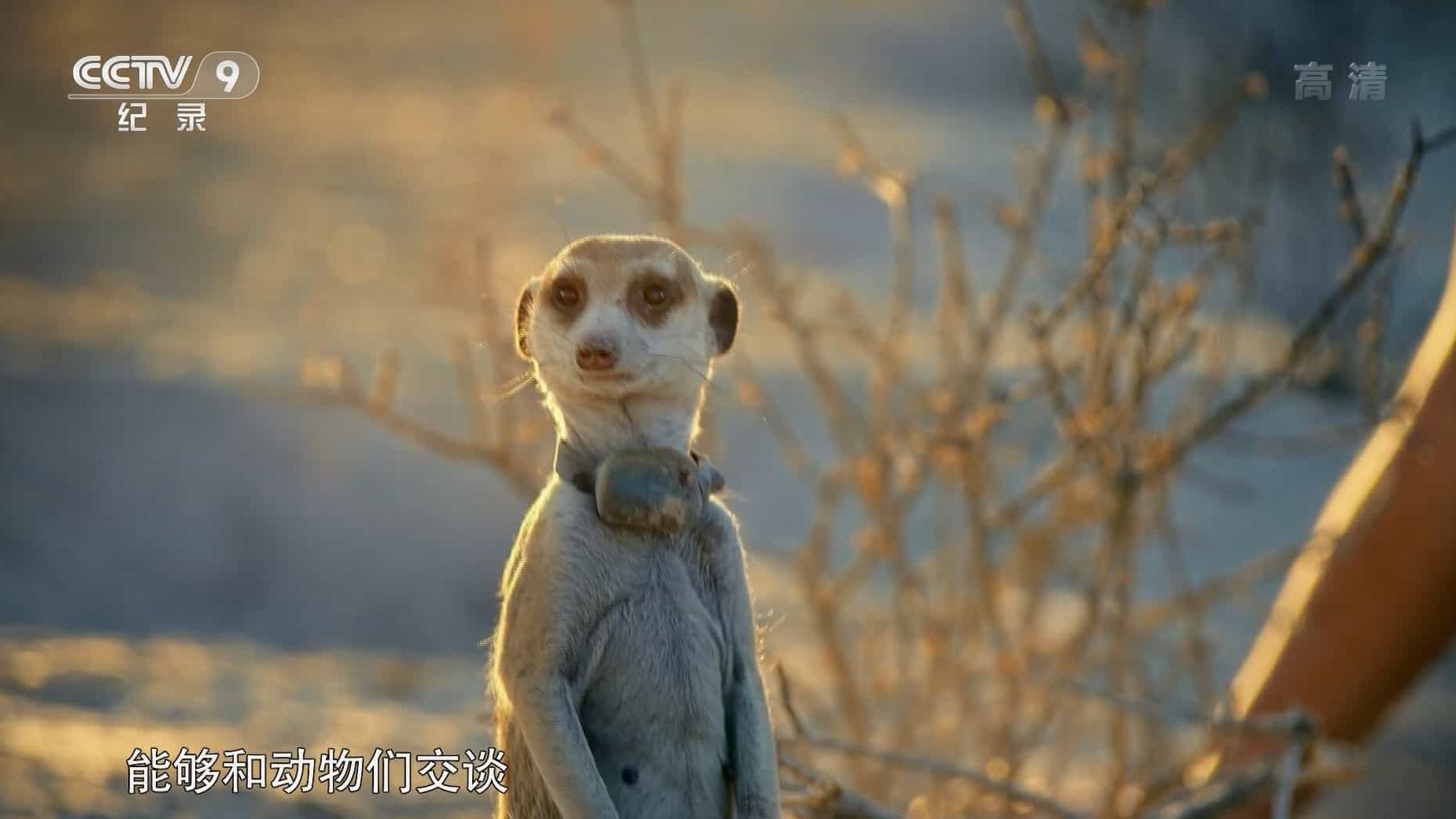 BBC纪录片《破译动物语言密码 Talk to The Animals 2017》全2集 国语中字 央视引进版 1080P高清网盘下载 