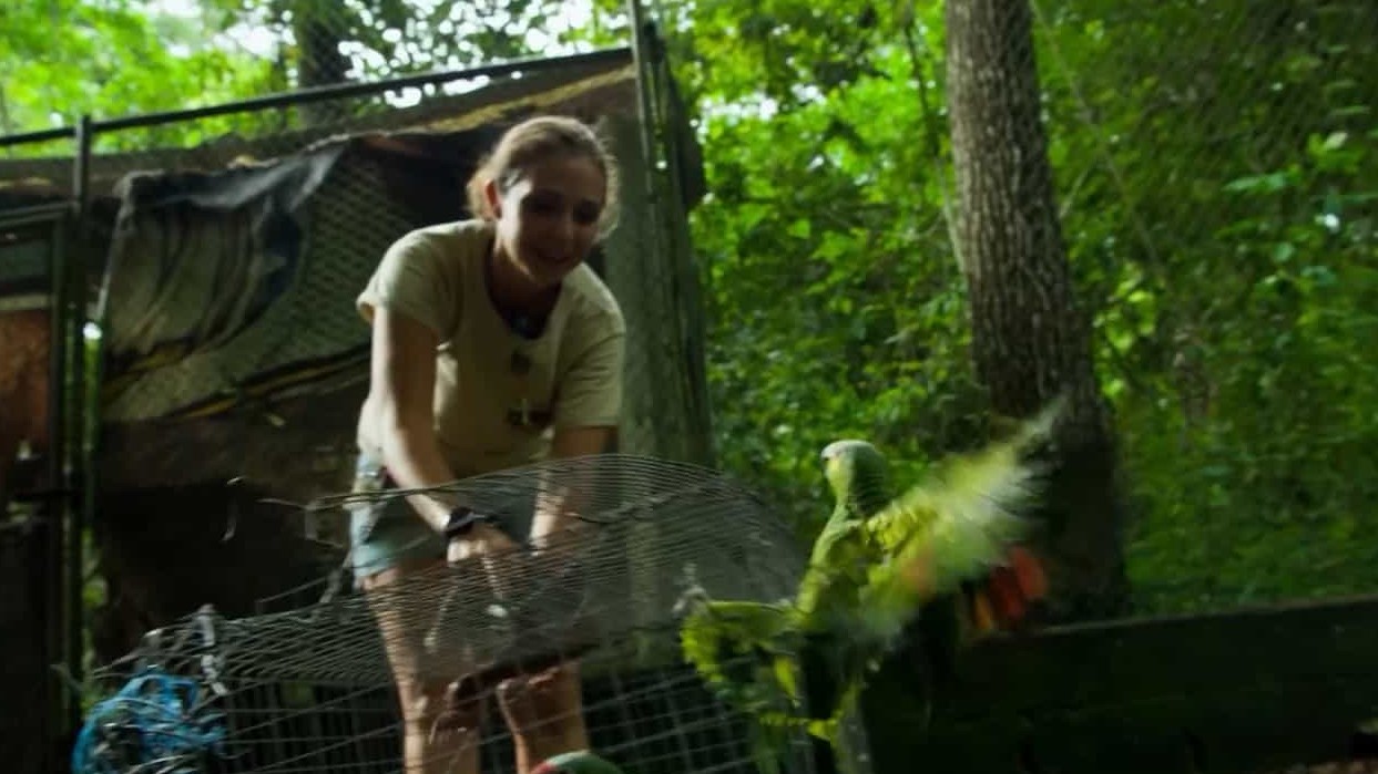 BBC纪录片《丛林动物医院 Jungle Animal Hospital 2017》全1集 英语英字 720P高清网盘下载 