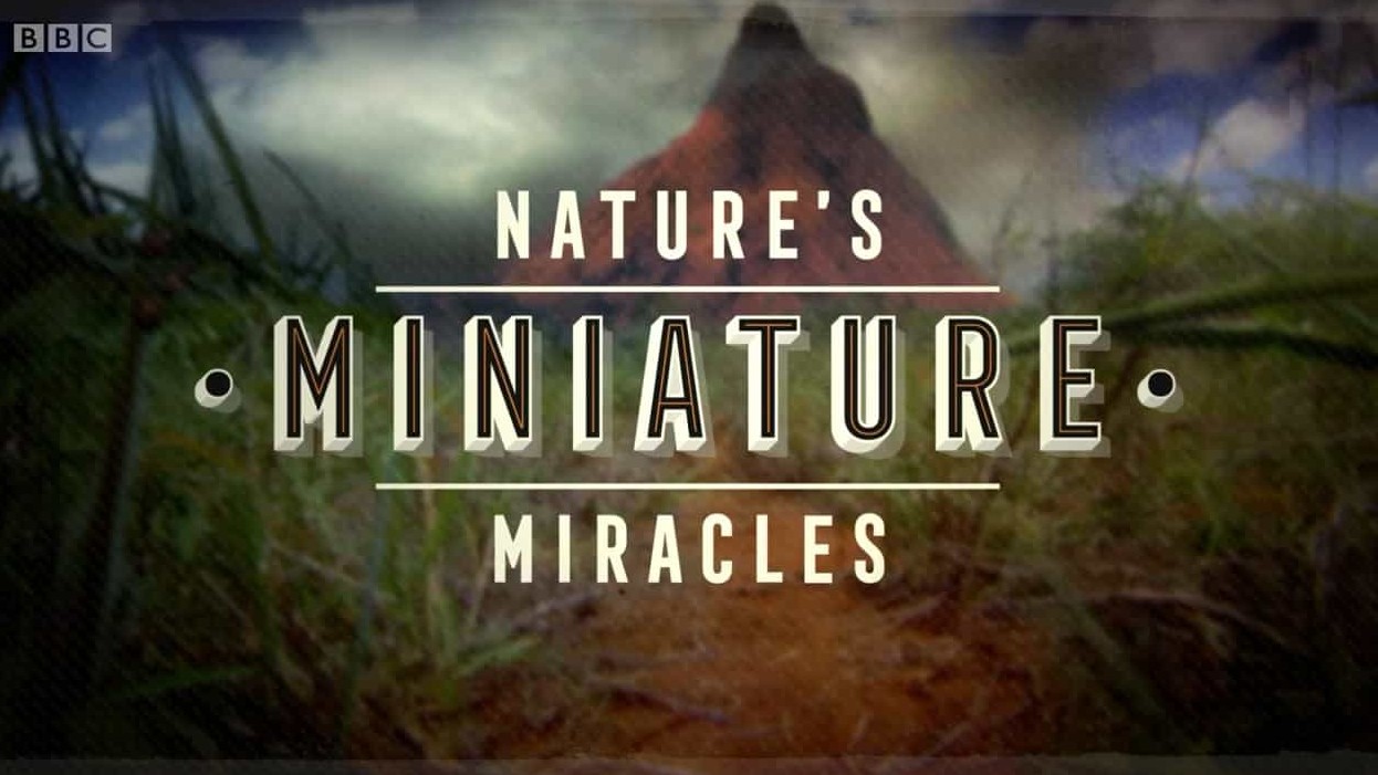 BBC纪录片《神奇小兽在哪里 Nature