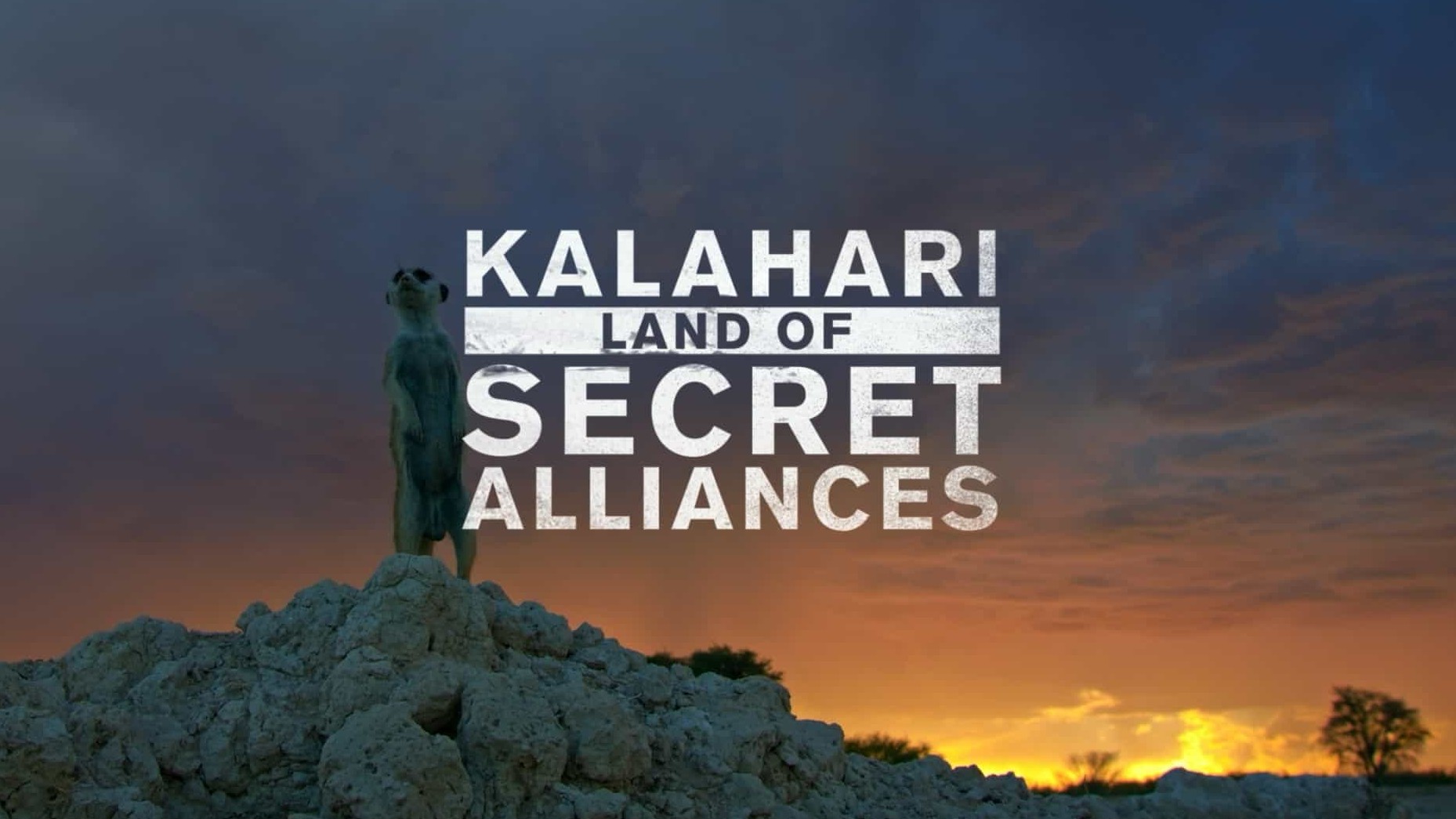 精选系列/法国纪录片《卡拉哈里：秘境之地 Kalahari: Land of Secret Alliances 2022》全3集 英语无字 1080P高清网盘下载