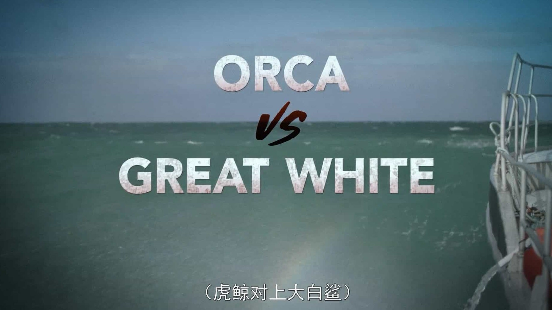 国家地理《虎鲸对上大白鲨 Orca vs. Great White 2021》全1集 英语中字 1080P高清网盘下载 