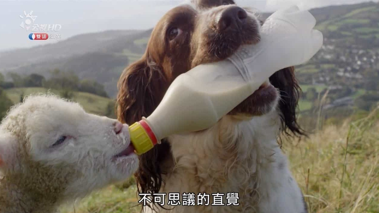 BBC纪录片《狗儿当家/狗狗秘闻 The Secret Life of the Dog》全1集 国语中字 720P高清网盘下载 