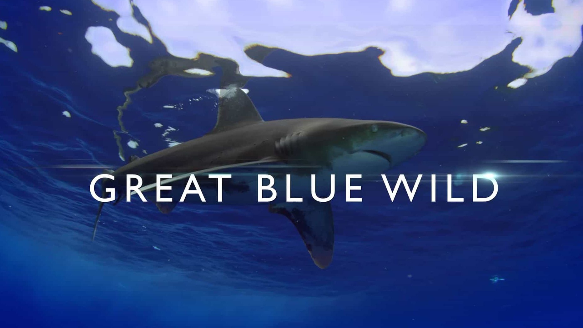 画面唯美震撼纪录片/LoveNature纪录片《无垠的狂野蓝海 Great Blue Wild》第1-3季全18集 英语中英双字 1080P高清网盘下载