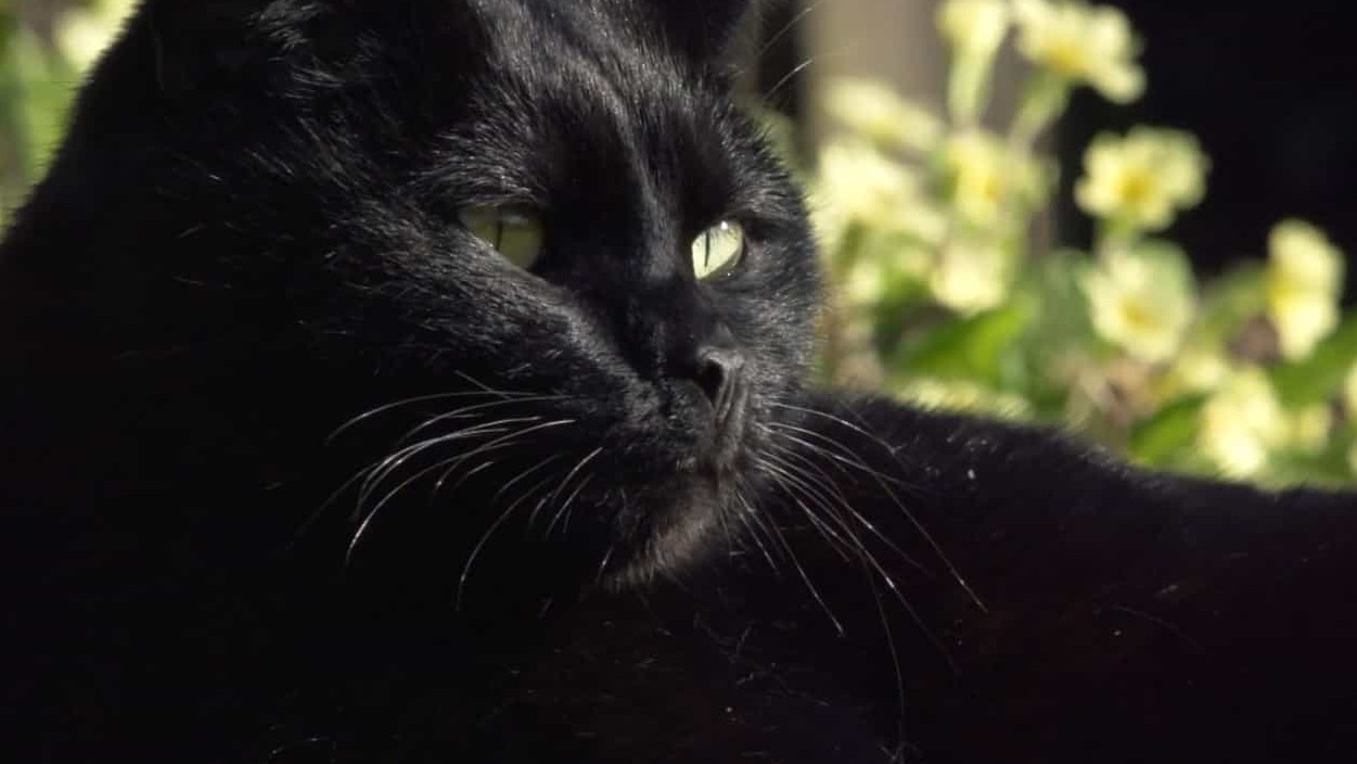 BBC纪录片 地平线系列《猫咪的秘密生活/ 喵星人日记/猫的秘密/喵星人的秘密生活 The Secret Life of the Cat》全1集 英语中字 720P高清网盘下载 