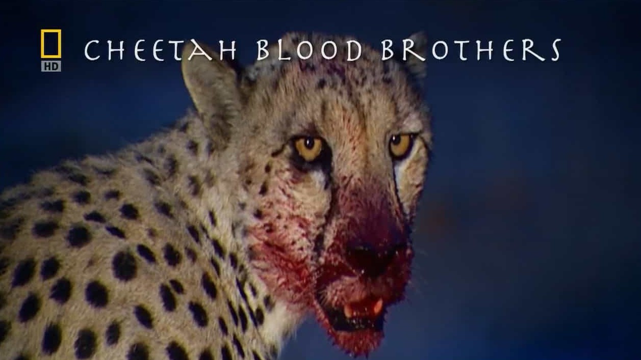 国家地理《猎豹三兄弟/猎豹兄弟党/猎豹生死兄弟 Cheetah Blood Brothers 2010》全1集 英语中字 720p高清网盘下载 