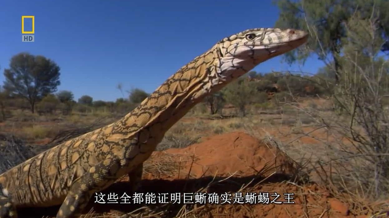 国家地理《蜥蜴之王 Lizard Kings》全1集 英语中字 720P高清网盘下载