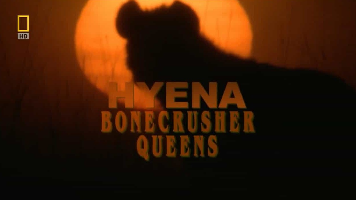 国家地理《鬣狗争霸战 Hyena Bonecrusher Queen 2008》全1集 英语中字 720p高清网盘下载 