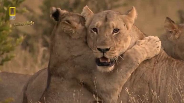 国家地理《不守规矩的狮子 Lions Behaving Badly 2008》全1集 英语中字 720p高清网盘下载 