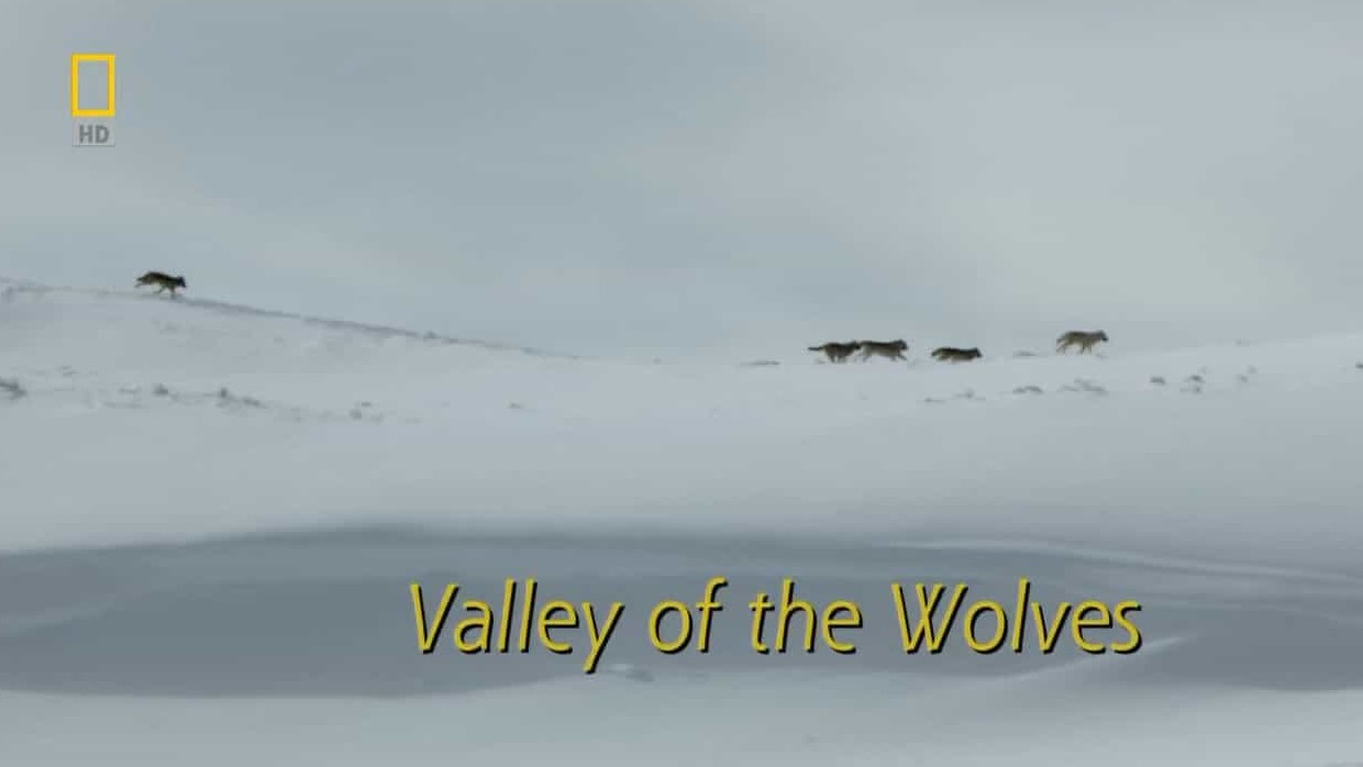 国家地理《狼之谷/群恶狼谷/群狼谷 Valley of The Wolves 2010》全1集 英语中字 720p高清网盘下载 