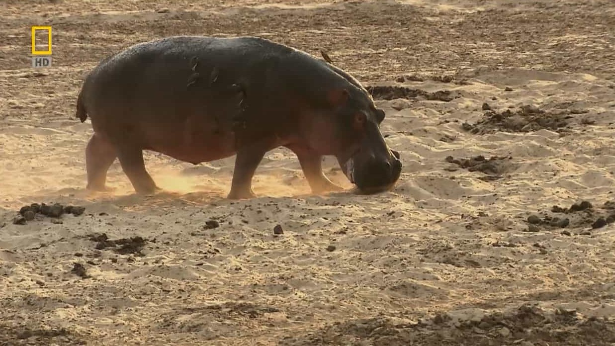 国家地理《河马地狱/河马生存战 Hippo Hell》全1集 英语中字 720P高清网盘下载 