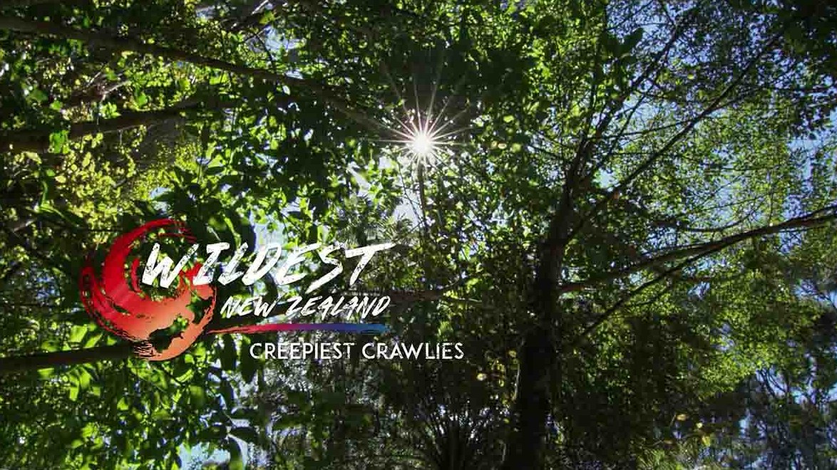 加拿大纪录片《野性新西兰 Wildest New Zealand 2017》全1集 英语中英双字 1080P高清网盘下载 