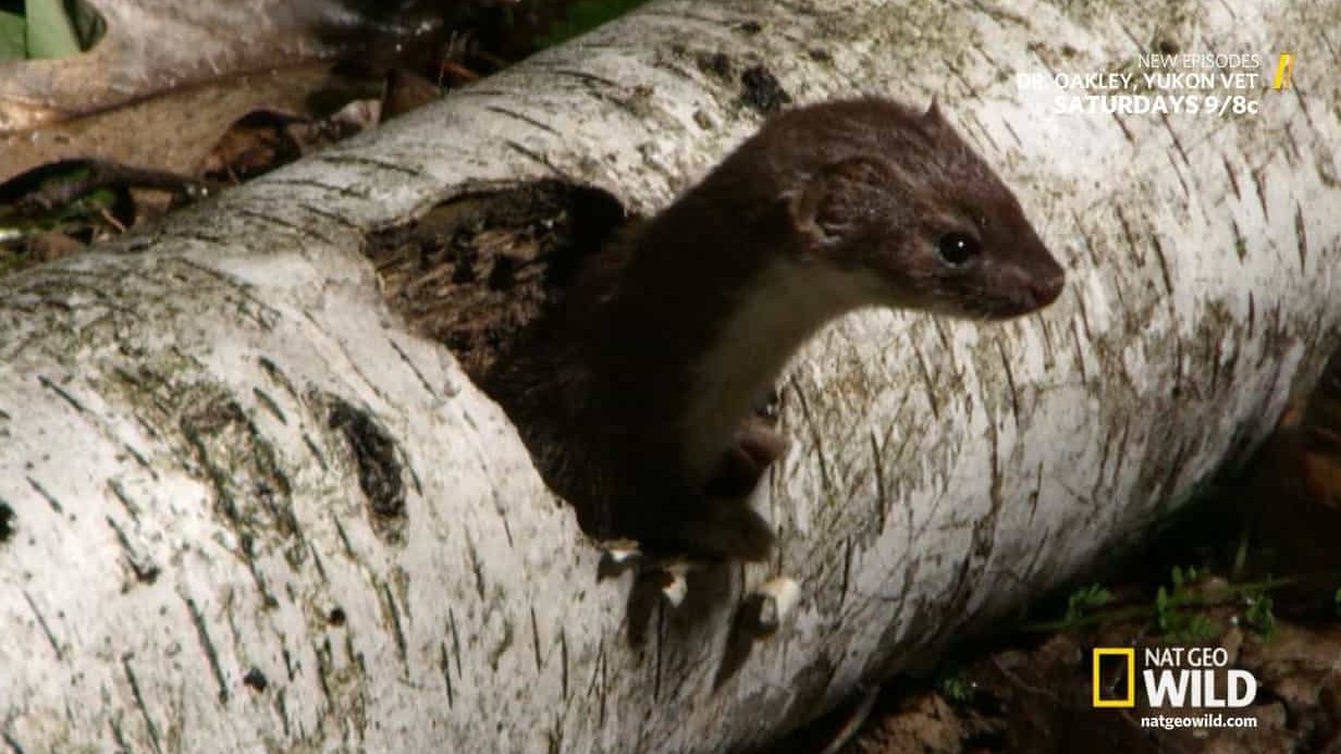 国家地理《荒野杀手-鼩鼱 Wild-Killer Shrew》全1集 英语英字 720P高清网盘下载
