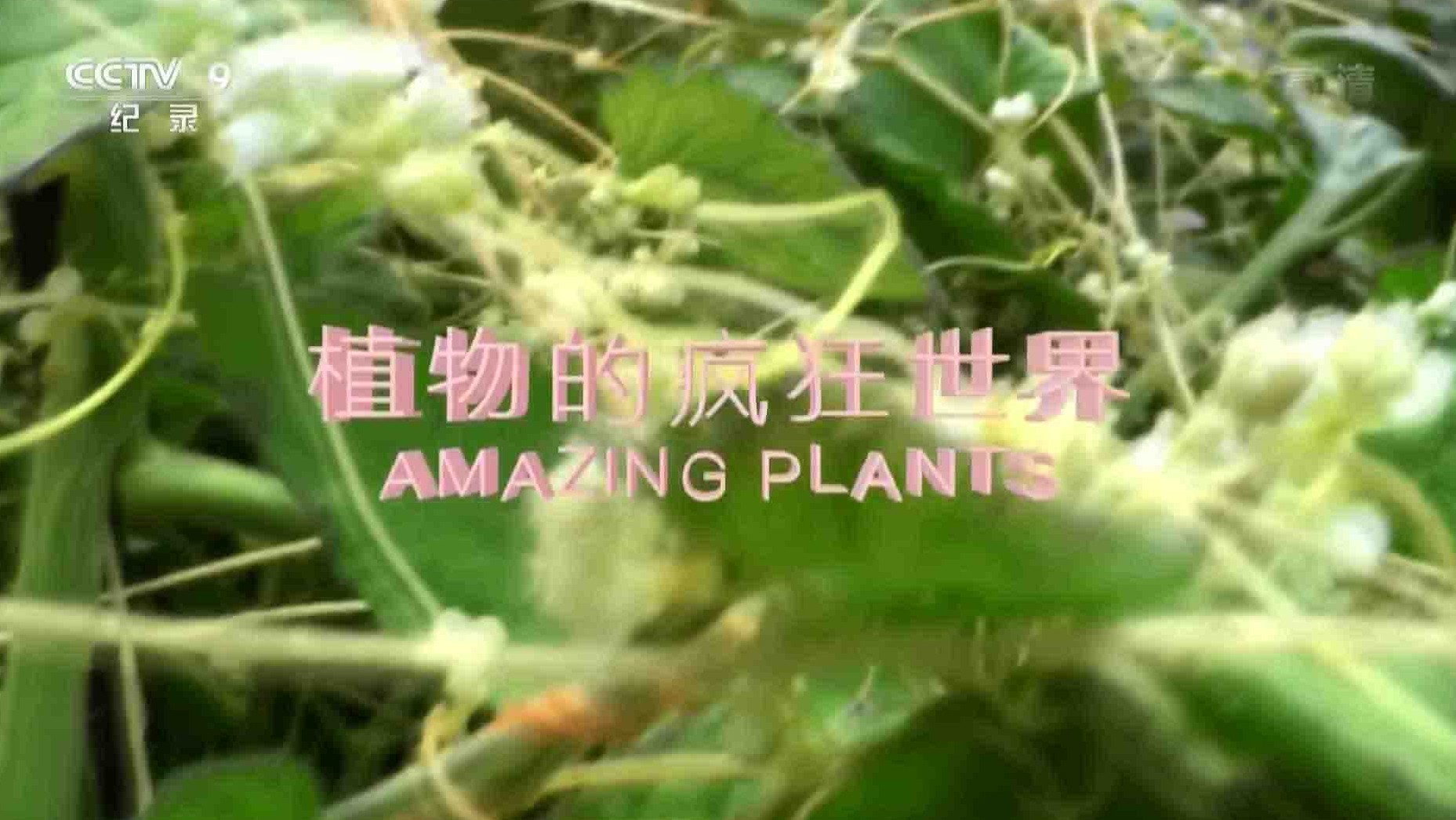 史密森频道/央视纪录片《植物的疯狂世界 Amazing Plants 2015》全1集 国语中字 1080P高清网盘下载