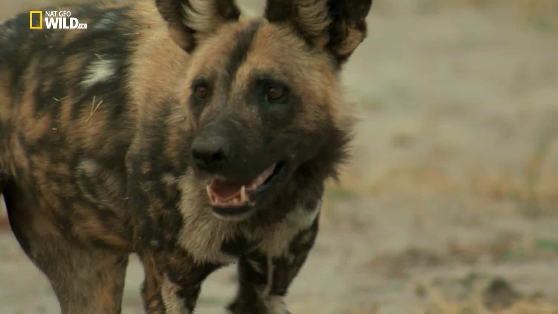 国家地理《野狗的传奇故事 A Wild Dog