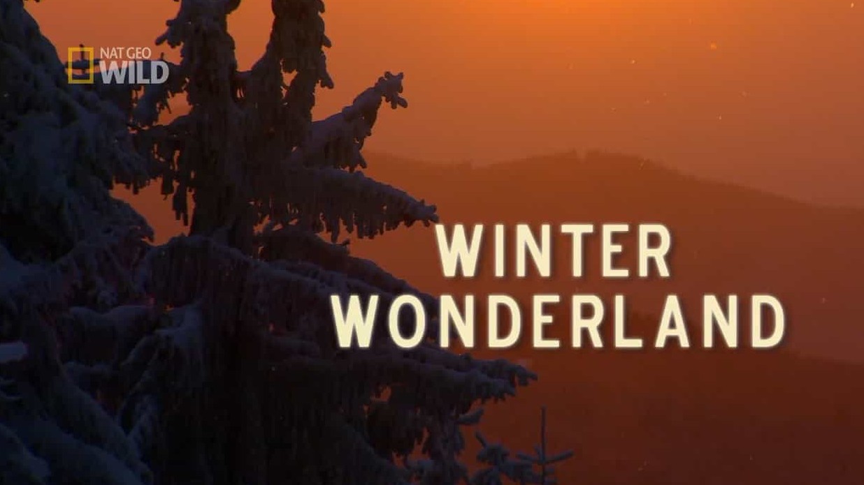  国家地理《冬日奇境 Winter Wonderland 2016》全1集 英语无字 720P高清网盘下载