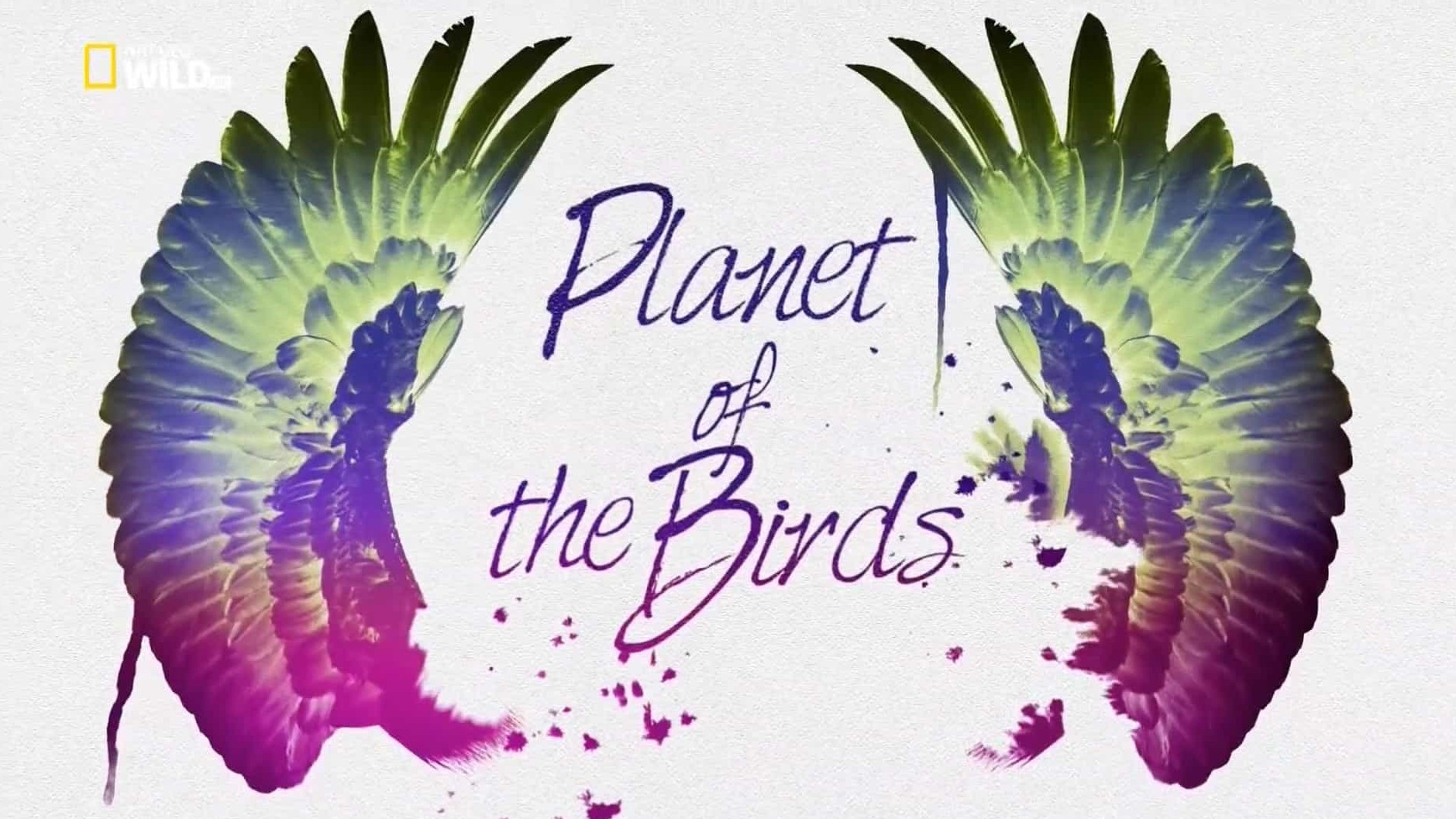 国家地理《鸟类星球 Planet of the Birds 2018》全1集 英语英字 1080P高清网盘下载