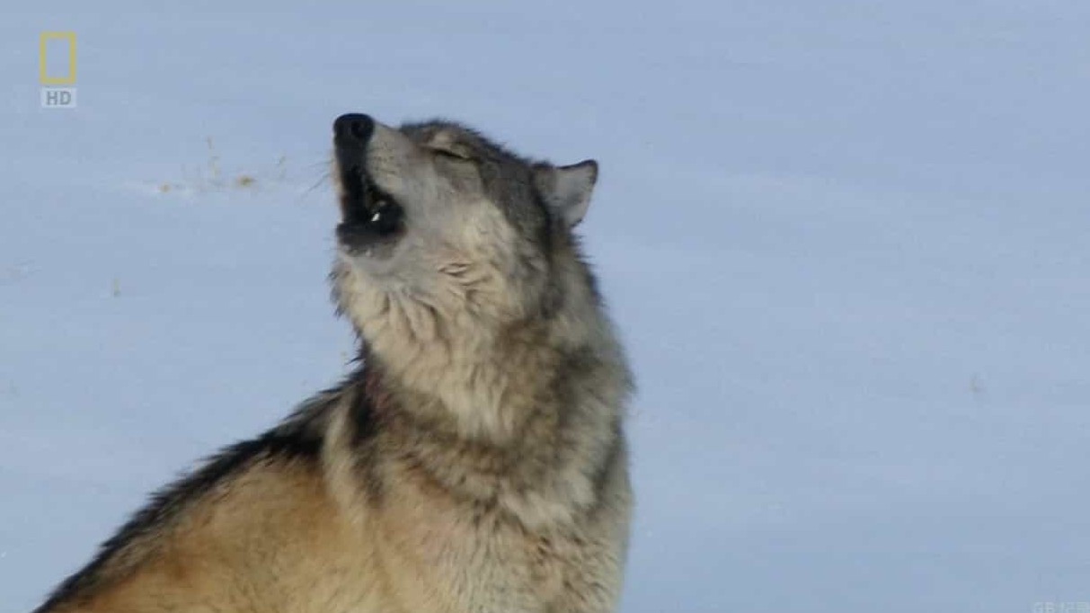 国家地理《野性黄石：女狼 Wild Yellowstone:She Wolf 2014》全1集 英语中字 720P高清网盘下载