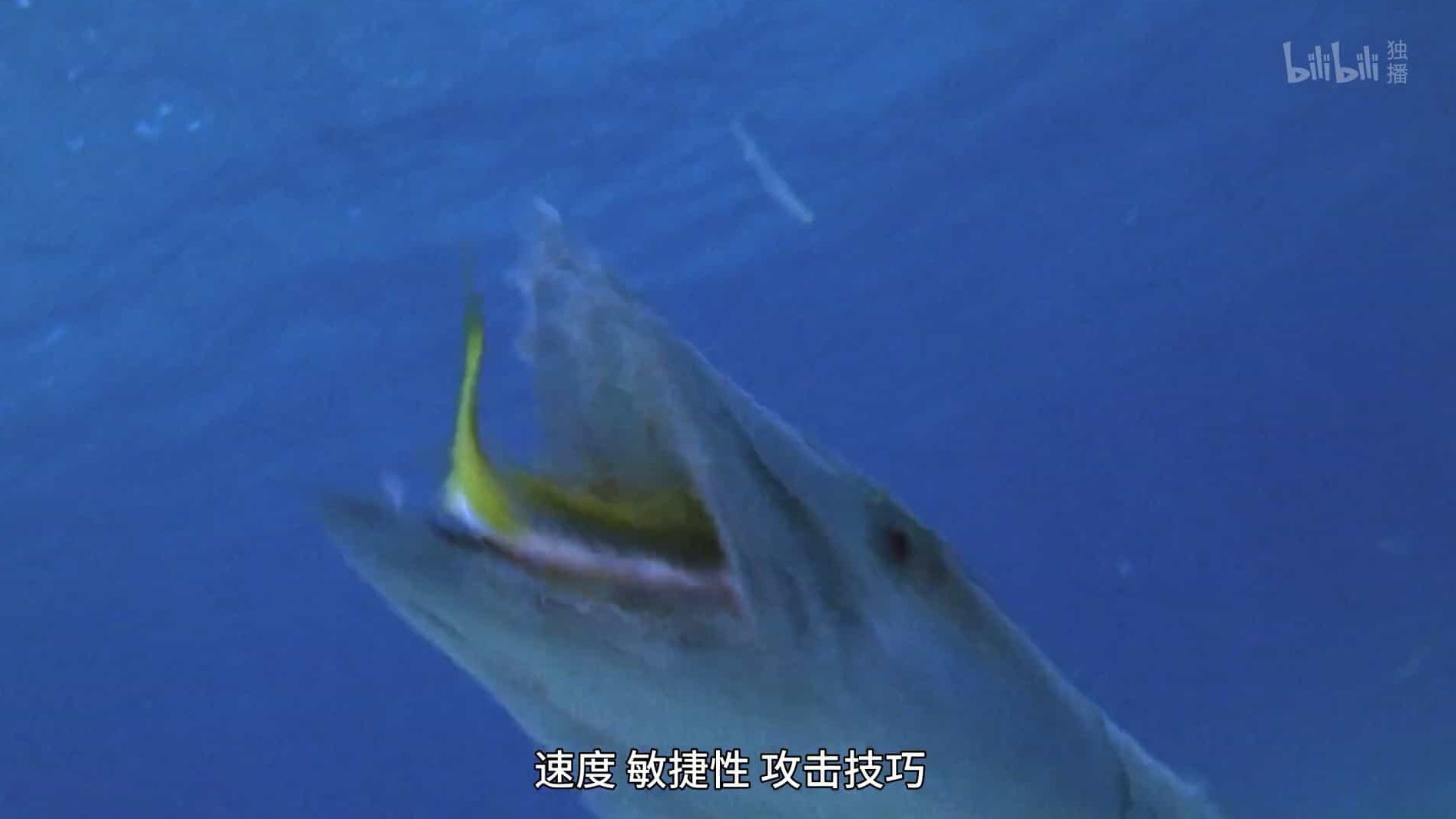 国家地理《奇形怪物 World