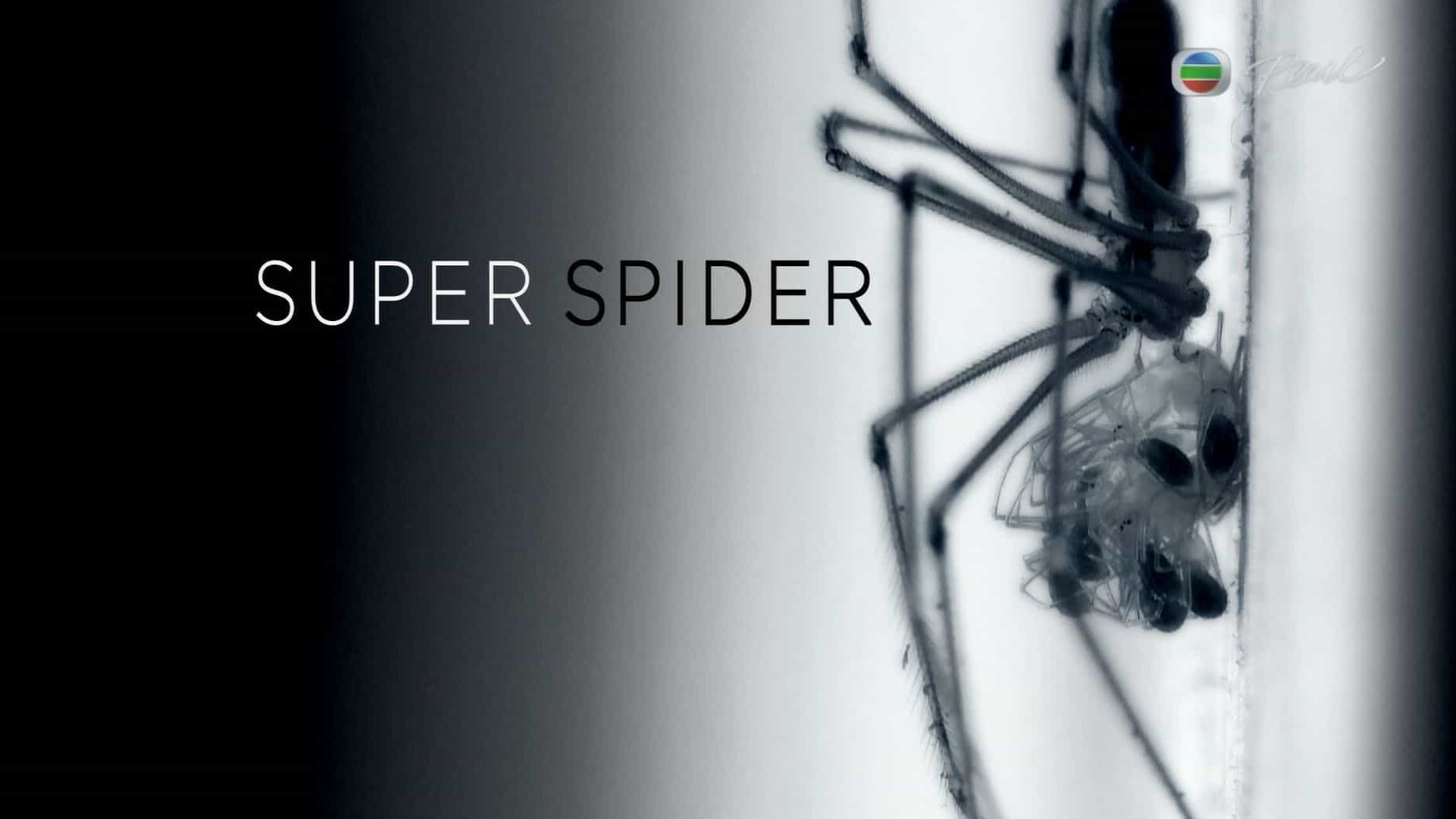 国家地理《蜘蛛百科 Super Spider 2010》全1集 英语中字 1080P高清网盘下载