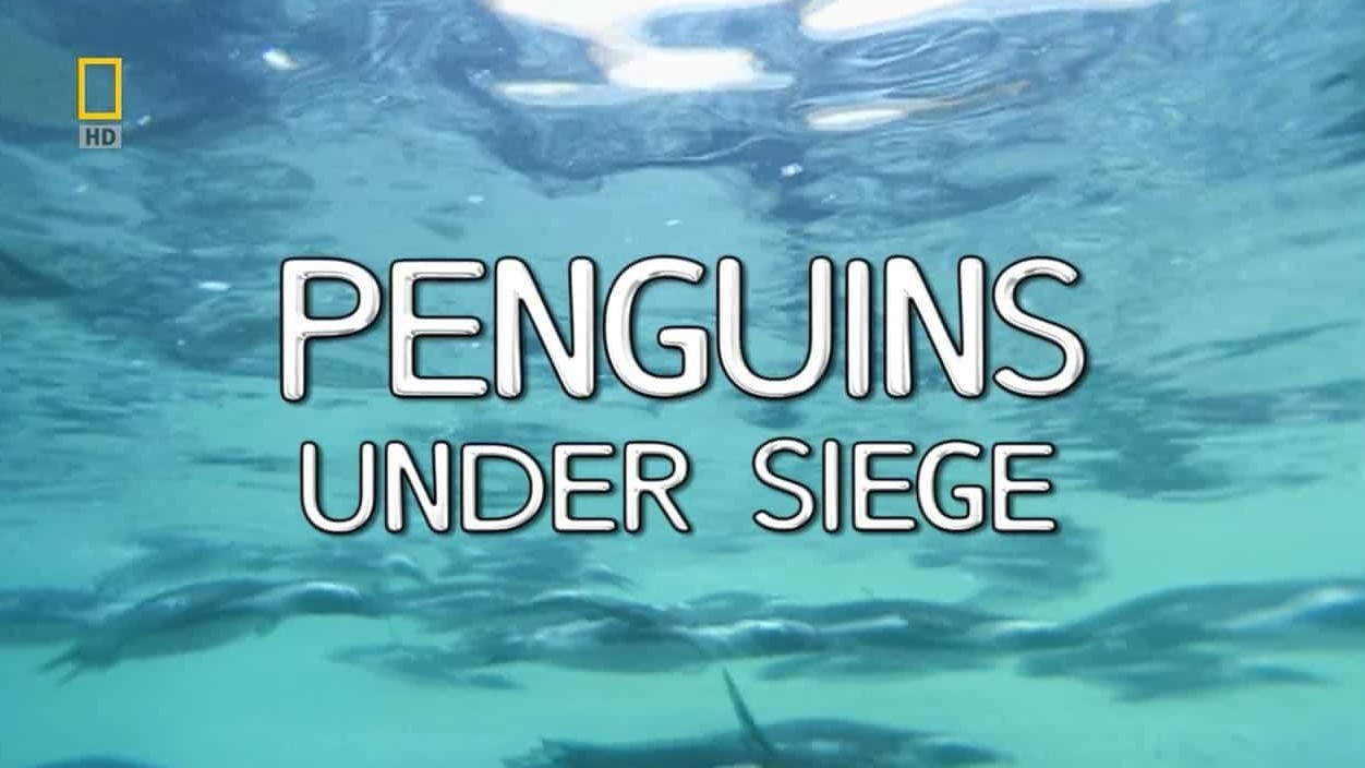 国家地理《企鹅成长记 Penguin Death Zone 2005》全1集 英语中字 720p高清网盘下载  